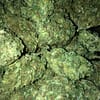 African Cannabis Strain - Pure Sativa with Exotic Flavors and Energizing Effects