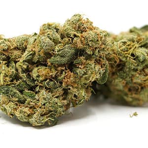 Acapulco Gold Cannabis Strain - Legendary Sativa with Golden Hues and Uplifting Effects