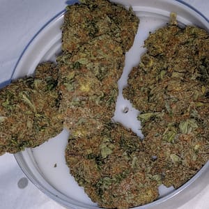 Amherst Sour Diesel Cannabis Strain - Potent Sativa Hybrid with Diesel Aromas and Energizing Effects