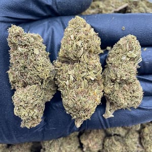 Amnesia Haze Cannabis Strain - Uplifting Sativa with Citrus and Earthy Flavors for Energizing Effects