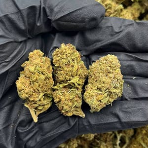 Bubba Kush Cannabis Strain - Classic Indica Hybrid with Earthy Undertones for Deep Relaxation