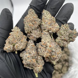 Cherry AK-47 Cannabis Strain - A Fruity Twist on the Classic Sativa Hybrid for Energetic Bliss