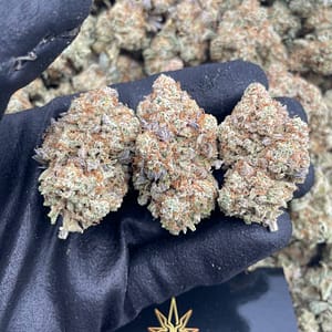 Chocolate Mint OG Cannabis Strain - Indulge in the Rich Flavors of Chocolate and Cool Mint in this Relaxing Indica Hybrid