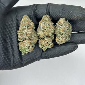 Dutch Treat Cannabis Strain - A Classic Indica-Dominant Hybrid with Sweet Pine and Earthy Undertones