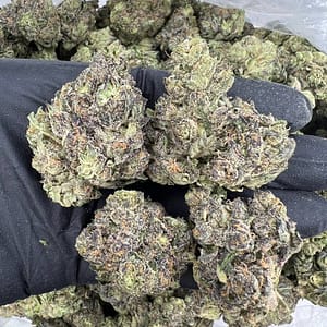 Granddaddy Purple x OG Kush Cannabis Strain - A Powerful Indica Hybrid with a Perfect Blend of Berry Sweetness and Earthy Kush Undertones