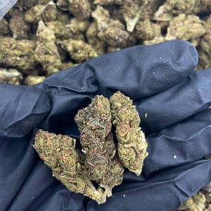 Moby Dick Cannabis Strain - A Powerful Sativa Blend for Energetic Highs and Citrus Aromas