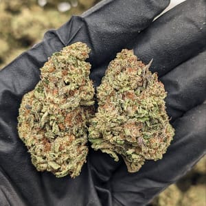 Pineapple Chunk Cannabis Strain - Tropical Indica Hybrid with Sweet Pineapple Flavors and Chunky Buds