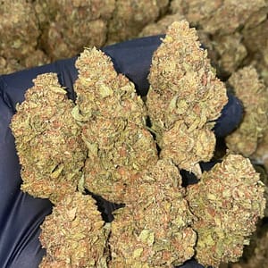 Sunset Sherbet Cannabis Strain - A Sweet Indica Hybrid with Citrus Undertones for Relaxing Evenings