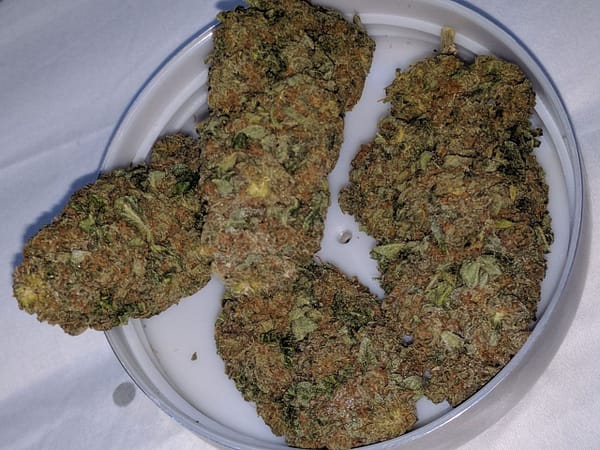 Amherst Sour Diesel Cannabis Strain - Potent Sativa Hybrid with Diesel Aromas and Energizing Effects