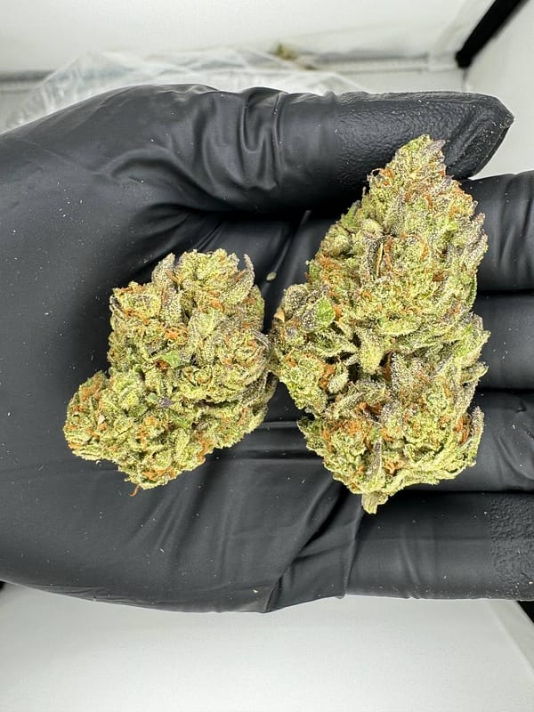 Gorilla Glue Cannabis Strain - Premium Quality and Potency